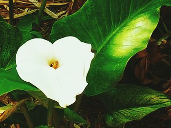 Close-up of white flower