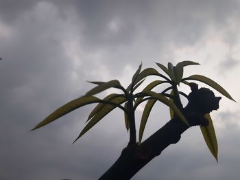 Low angle view of plant against sky