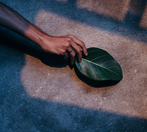 High angle view of hand on leaf