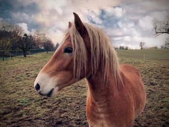 Close-up of horse on field against sky