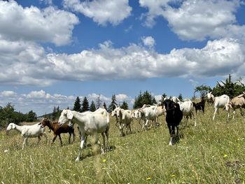 Horses grazing on field against sky