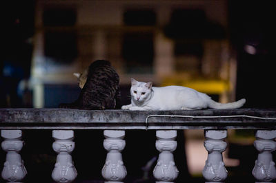 Portrait of white cat by railing