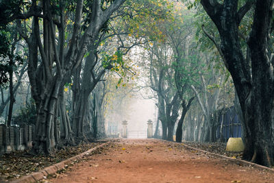 Road amidst trees in forest during autumn