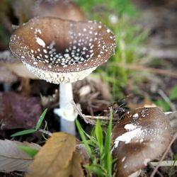 Close-up of mushroom growing in forest
