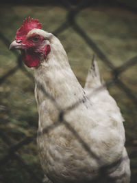 Close-up of a bird on field