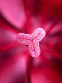 Close-up of red flower