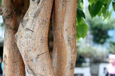 Close-up of tree trunk