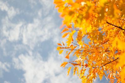 Low angle view of yellow flowering plant against sky