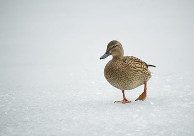 Bird on a snow