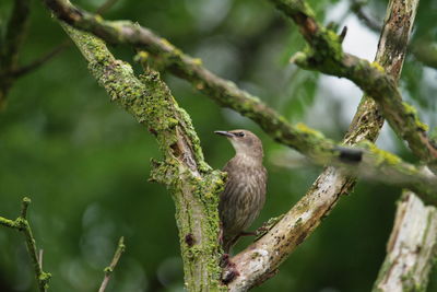 Bird perching on a tree