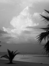 Silhouette palm tree by sea against sky