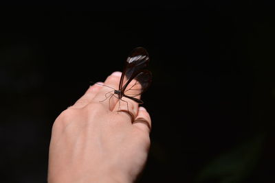 Close-up of hand holding butterfly over black background