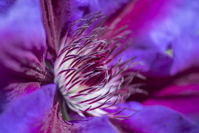 Close-up of purple flowering plant