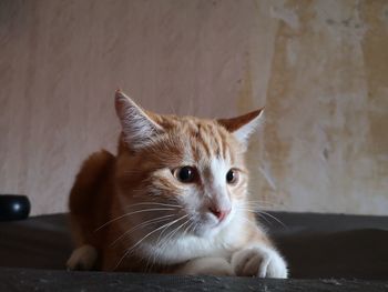 Close-up portrait of a cat