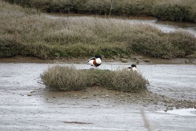 View of birds on lakeshore