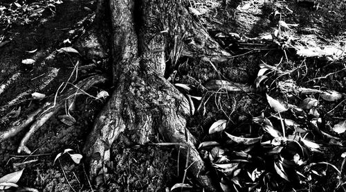 Full frame shot of tree trunk