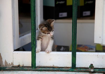 Cat in cage