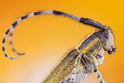 Close-up of butterfly on yellow flower