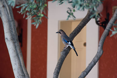 Bird perching on a branch