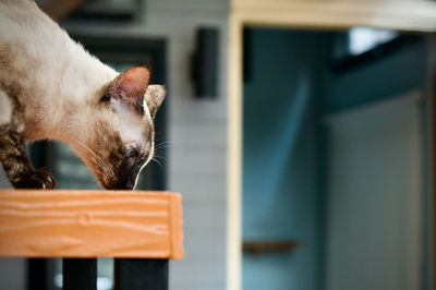 Cat , domestic cat, pet in house