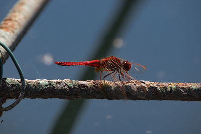 Close-up of dragonfly on branch