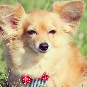 Close-up portrait of dog