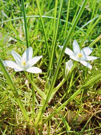 Close-up of white flower in field