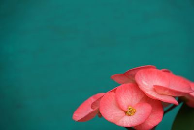 Close-up of hibiscus blooming outdoors