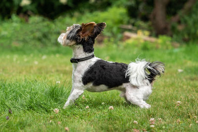 Portrait of a dog on field