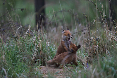 Squirrel sitting on field