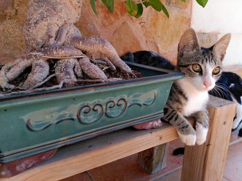 Close-up portrait of cat