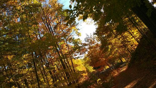 Trees in forest