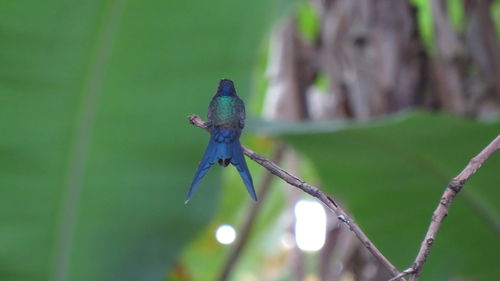 Close-up of a lizard on leaf