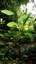 Leaves growing on tree