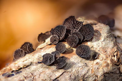 macro photography