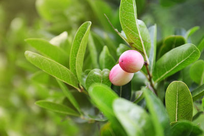 Close-up of berries growing on plant