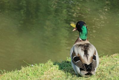 Side view of a duck in a lake