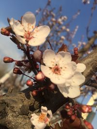 Low angle view of apple blossoms on tree