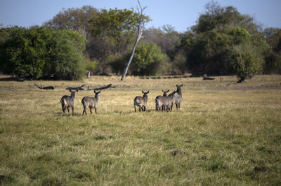 Waterbucks in a field