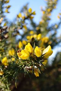 Close-up of yellow flowering plant