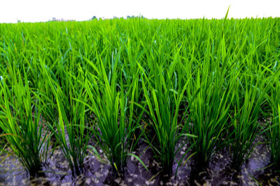 Crops growing on field