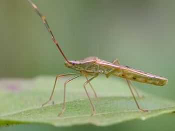 Close-up of insect
