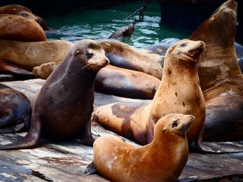 High angle view of sea lion