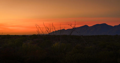 Silhouette plants on landscape against orange sky