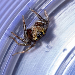 Close-up of spider