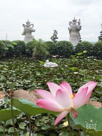 Pink lotus water lily in pond