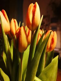 Close-up of yellow tulip