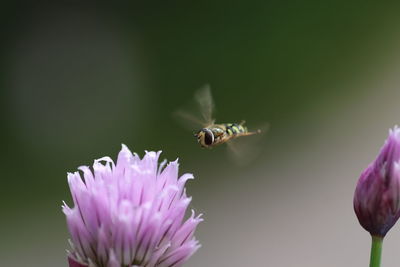 Close-up of bee flying over purple flower