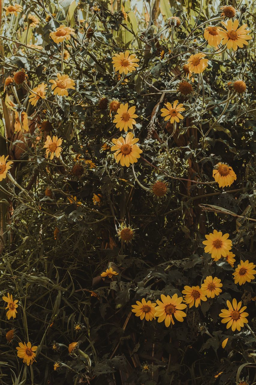 HIGH ANGLE VIEW OF FLOWERING PLANTS GROWING ON FIELD