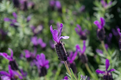 Close-up of pink flowering plant